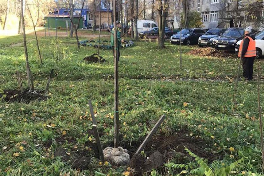 Новини Вінниці / Липи, клени, ясені, платани та горобини: на прибудинкових територіях у Вінниці висадять 1000 дерев