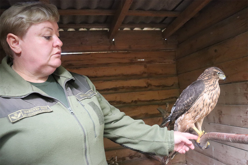 Новини Вінниці / «Лісова казка»: родинний притулок для тварин на Вінниччині «виховує» сотні домашніх та диких тварин – від павичів та сов до коней і єнотів