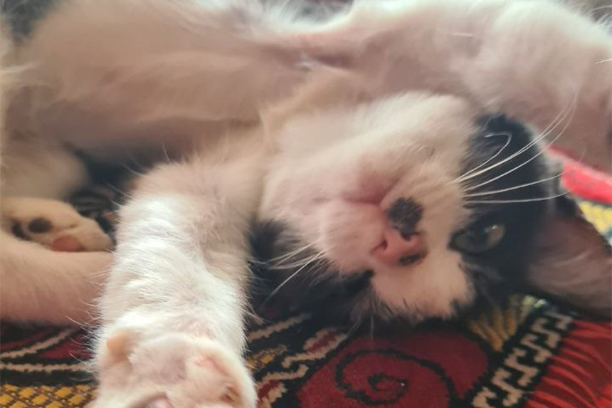 Новини Вінниці / Порятунок чотирилапих з окупованих територій: волонтери реалізують проєкт безкоштовних ветеринарних онлайн-консультацій