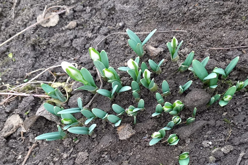 Новини Вінниці / На Вінниччині зацвіли підсніжники, на саджанцях береки з’явились бруньки, а борсуки прокинулись від сплячки