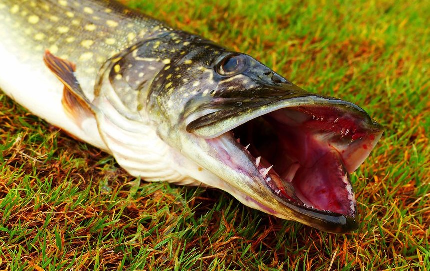 Новини Вінниці / На Вінниччині «упіймали» рибалку, який сітками ловив щуку під час нересту