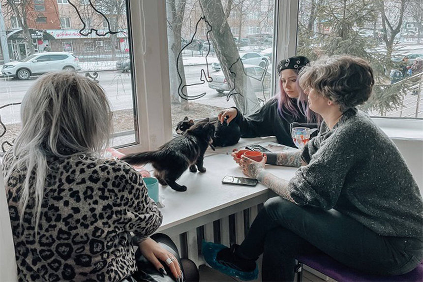 Новини Вінниці / У Вінниці відкрили перше котокафе: через заклад для «хвостатих» будуть шукати власників