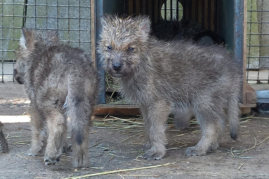 Новини Вінниці / У Подільському зоопарку Вінниці козячим молоком вигодували полярних вовченят, які втратили матір