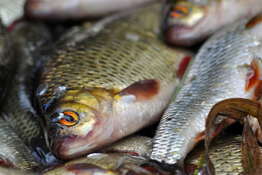Новини Вінниці / У Вінниці шукали рибу з Каховського водосховища. У Держпродспоживслужбі розповіли про результати моніторингу ринків