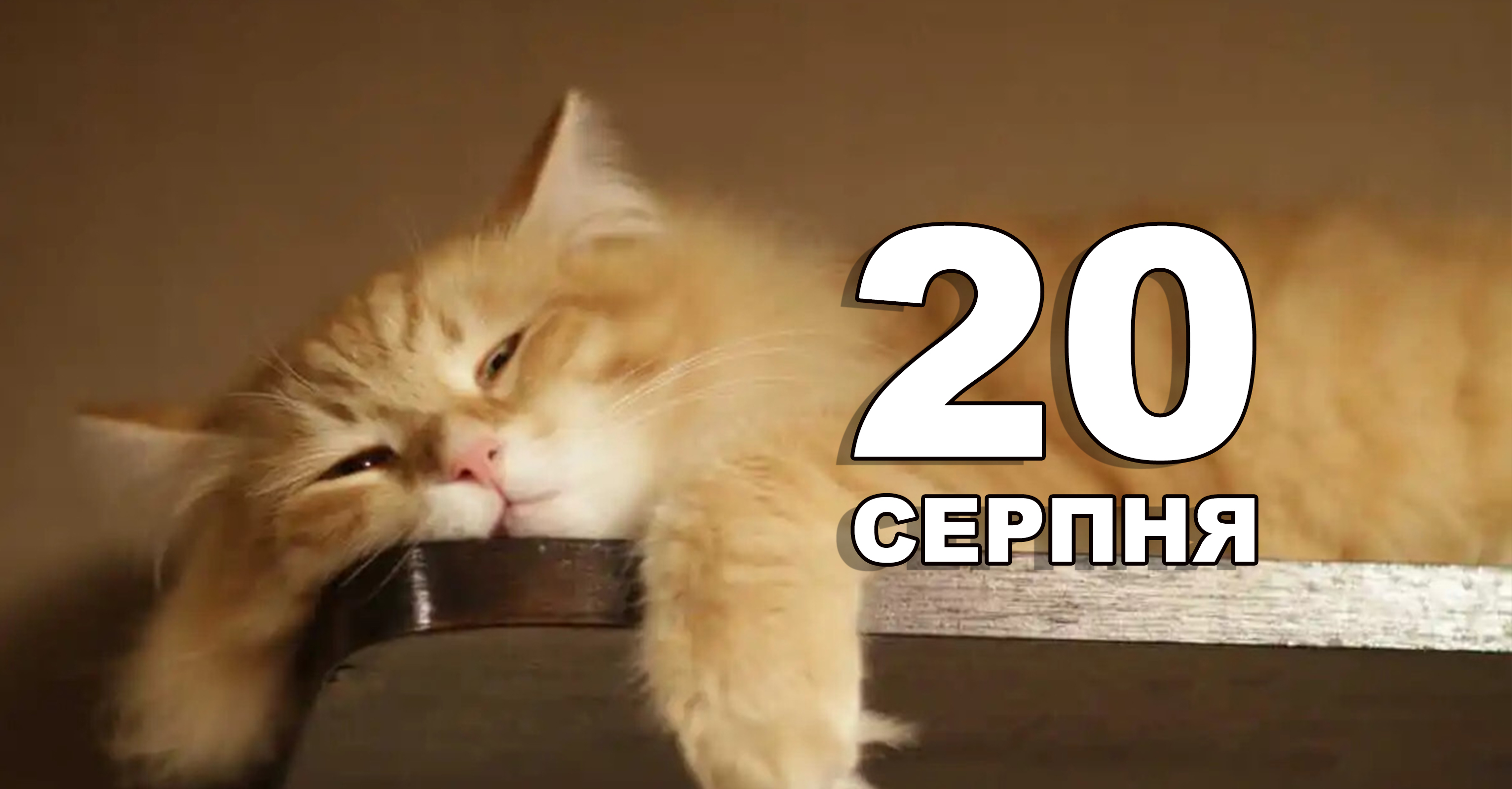 %d0%a8%d0%b0%d0%b1%d0%bb%d0%be%d0%bd %d0%ba%d0%be%d0%bf%d1%96%d1%8f