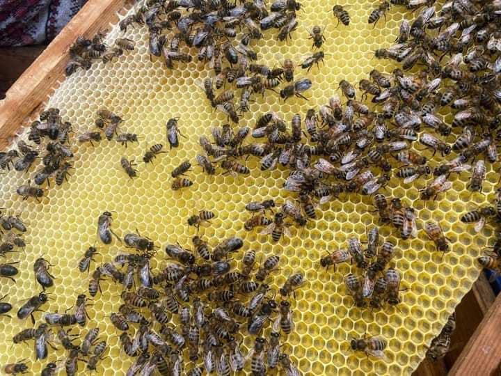 Вінницька міська рада збільшила фінансування для розвитку бджільництва / Новости Винницы и области / Інформаційний портал На Париже Новини Вінниці / Вінницька міська рада збільшила фінансування для розвитку бджільництва