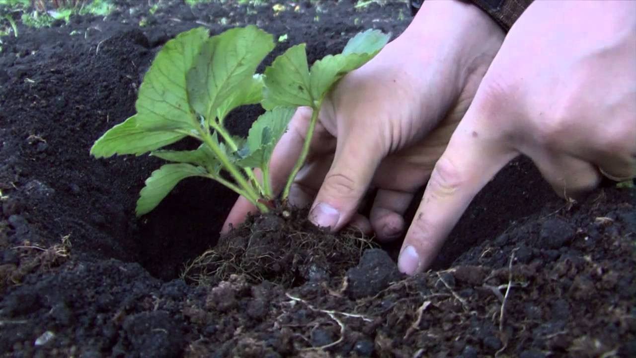 Посадка полуниці.