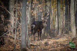 Новини Вінниці / На Вінниччині лісівникам вдалося сфотографувати родину оленів