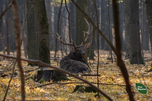 Новини Вінниці / На Вінниччині лісівникам вдалося сфотографувати родину оленів