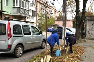 Новини Вінниці / У Вінниці на прибудинкових територіях висадили пів тисячі саджанців дерев 