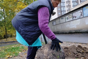 Новини Вінниці / У Вінниці на прибудинкових територіях висадили пів тисячі саджанців дерев 