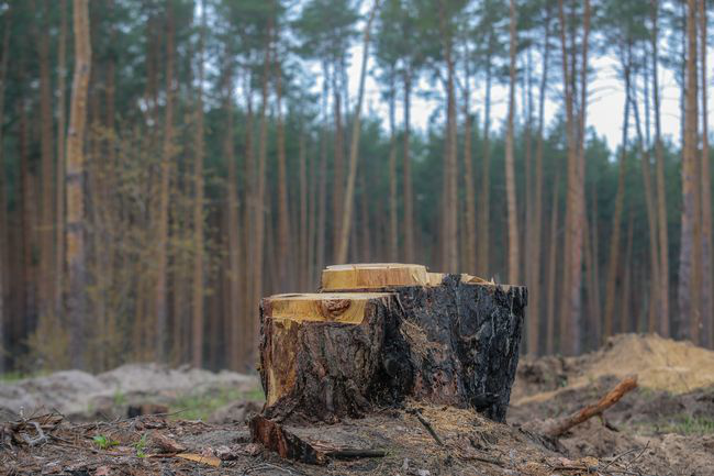 Заплатили штраф за зрубані дерева.