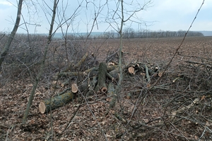 Новини Вінниці / У лісовій смузі на Вінниччині зрубали 51 дерево