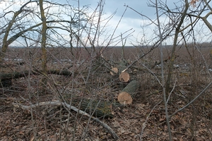 Новини Вінниці / У лісовій смузі на Вінниччині зрубали 51 дерево