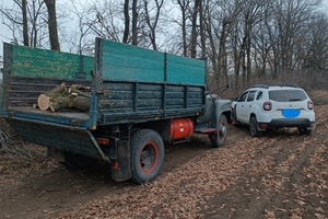 Новини Вінниці / У лісовій смузі на Вінниччині зрубали 51 дерево