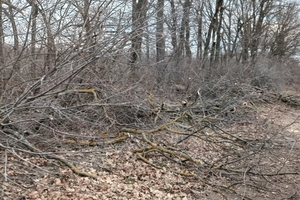 Новини Вінниці / У лісовій смузі на Вінниччині зрубали 51 дерево