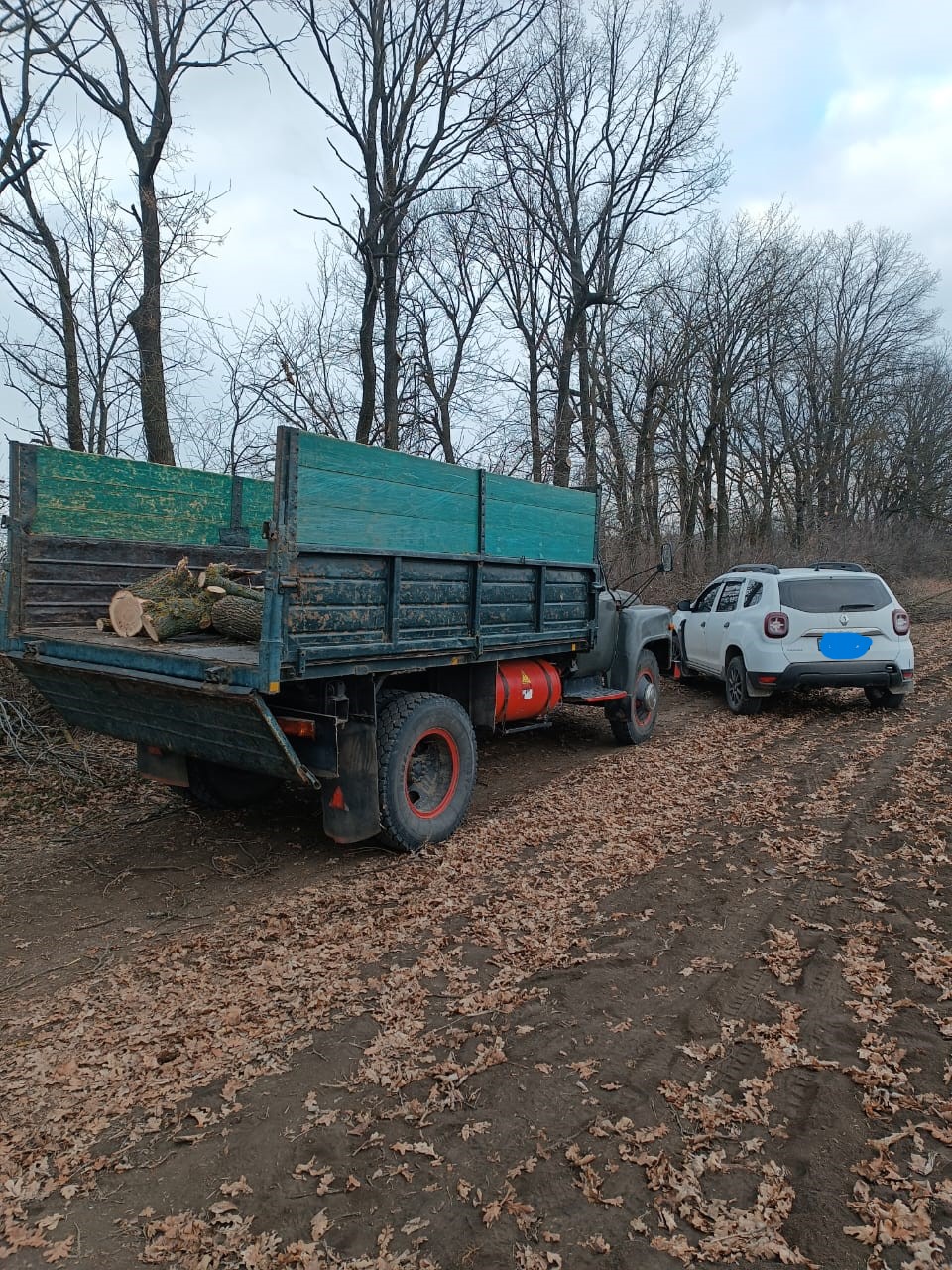 Новини Вінниці / У лісовій смузі на Вінниччині зрубали 51 дерево