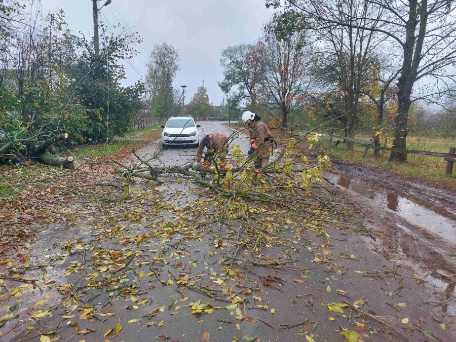 Дерево на дорозі.