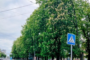 Новини Вінниці / Бульвар Пирогова у Вінниці тепер буде без суцільної огорожі