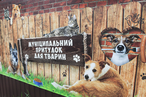 Новини Вінниці / Навіть породисті собаки можуть опинитися в біді: Вінницький муніципальний притулок для тварин рятує чотирилапих із жахливих умов утримання