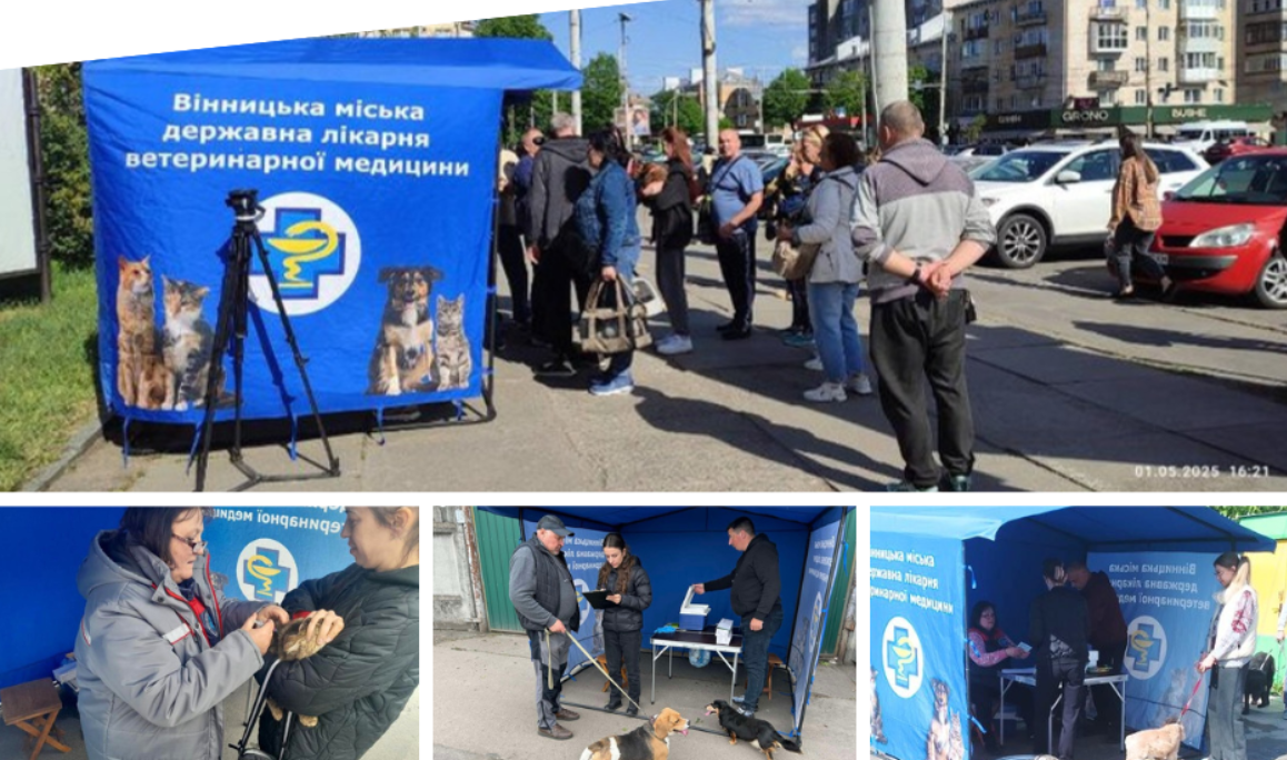 Новини Вінниці / У приватному секторі Вінниці триває кампанія з вакцинації домашніх тварин від сказу