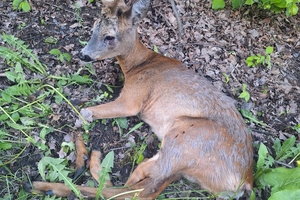 Новости Винницы и области / У Вінниці патрульні врятували поранену козулю / Інформаційний портал На Париже Новини Вінниці / У Вінниці патрульні врятували поранену козулю