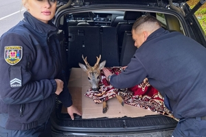 Новости Винницы и области / У Вінниці патрульні врятували поранену козулю / Інформаційний портал На Париже Новини Вінниці / У Вінниці патрульні врятували поранену козулю