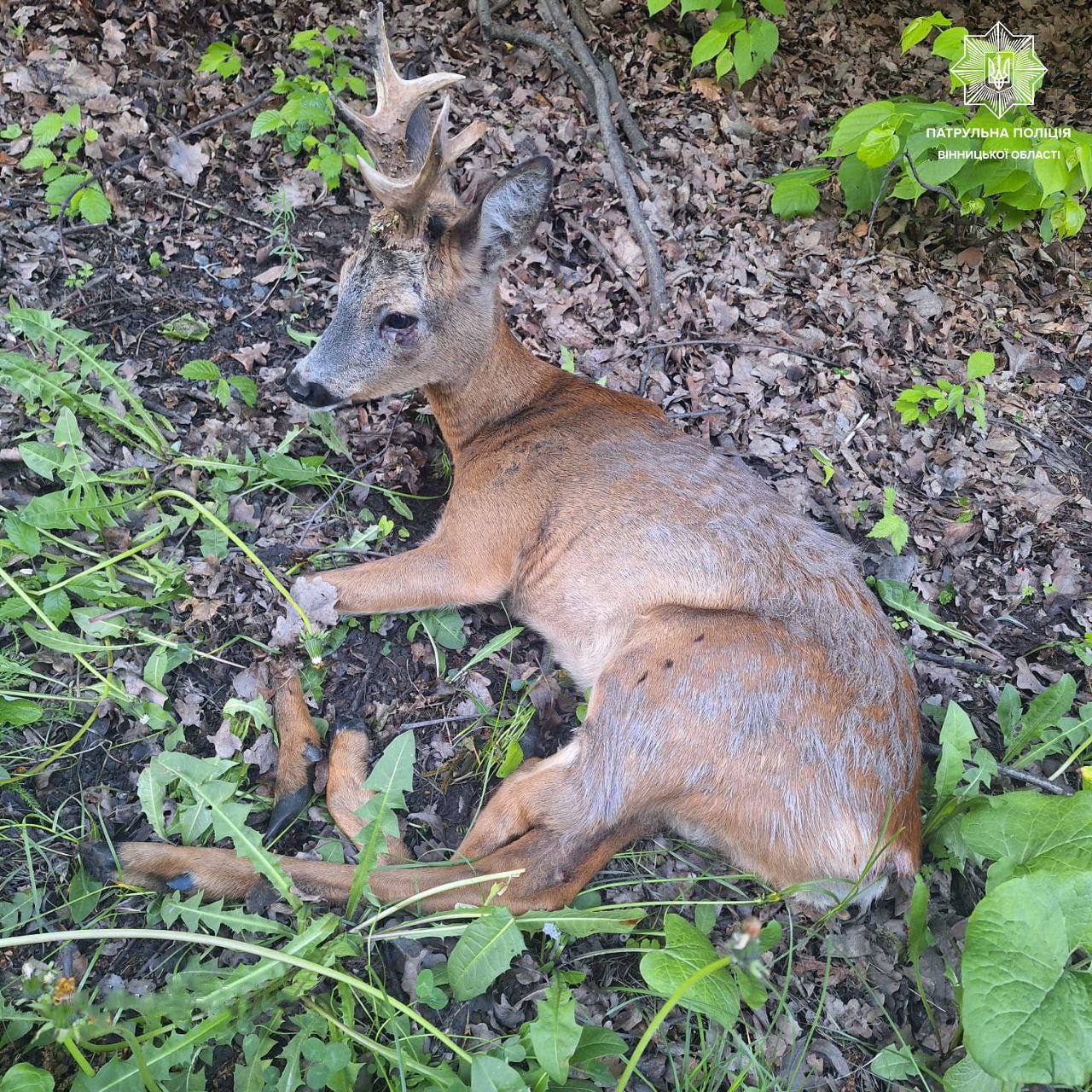 У Вінниці патрульні врятували поранену козулю / Новости Винницы и области / Інформаційний портал На Париже Новини Вінниці / У Вінниці патрульні врятували поранену козулю
