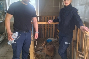 Новости Винницы и области / У Вінниці патрульні врятували поранену козулю / Інформаційний портал На Париже Новини Вінниці / У Вінниці патрульні врятували поранену козулю