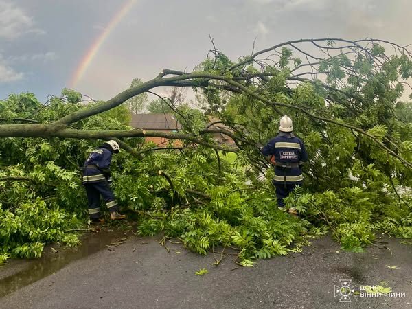 Новини Вінниці / На Вінниччині сильний вітер повалив дерева на дорогу