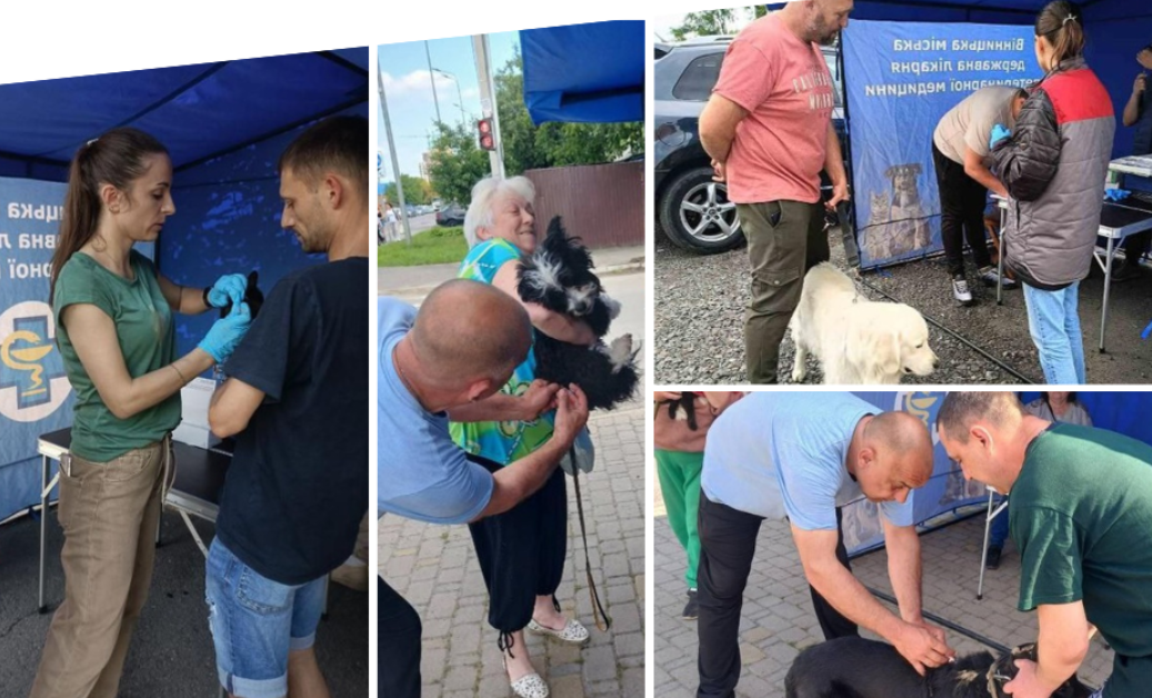 Новини Вінниці / У приватному секторі Вінниці завершилась цьогорічна кампанія з безкоштовної вакцинації тварин від сказу 
