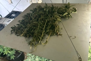 Новини Вінниці / Вирощували вдома канабіс на продаж: прокурори повідомили про підозру двом жителям Гнівані