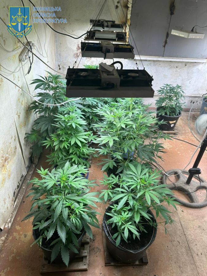 Новини Вінниці / Вирощували вдома канабіс на продаж: прокурори повідомили про підозру двом жителям Гнівані