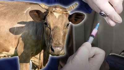 У Хмільницькому районі зафіксовано нові випадки сказу / Новости Винницы и области / Інформаційний портал На Париже Новини Вінниці / У Хмільницькому районі зафіксовано нові випадки сказу