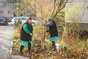 Новости Винницы и области / Вінниця стане зеленішою: 500 дерев біля будинків / Інформаційний портал На Париже Новини Вінниці / Вінниця стане зеленішою: 500 дерев біля будинків