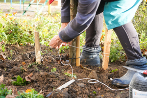 Новости Винницы и области / Вінниця стане зеленішою: 500 дерев біля будинків / Інформаційний портал На Париже Новини Вінниці / Вінниця стане зеленішою: 500 дерев біля будинків