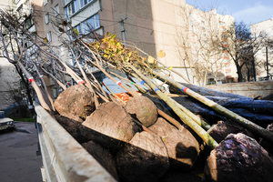 Новости Винницы и области / Вінниця стане зеленішою: 500 дерев біля будинків / Інформаційний портал На Париже Новини Вінниці / Вінниця стане зеленішою: 500 дерев біля будинків