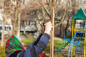 Новости Винницы и области / Вінниця стане зеленішою: 500 дерев біля будинків / Інформаційний портал На Париже Новини Вінниці / Вінниця стане зеленішою: 500 дерев біля будинків