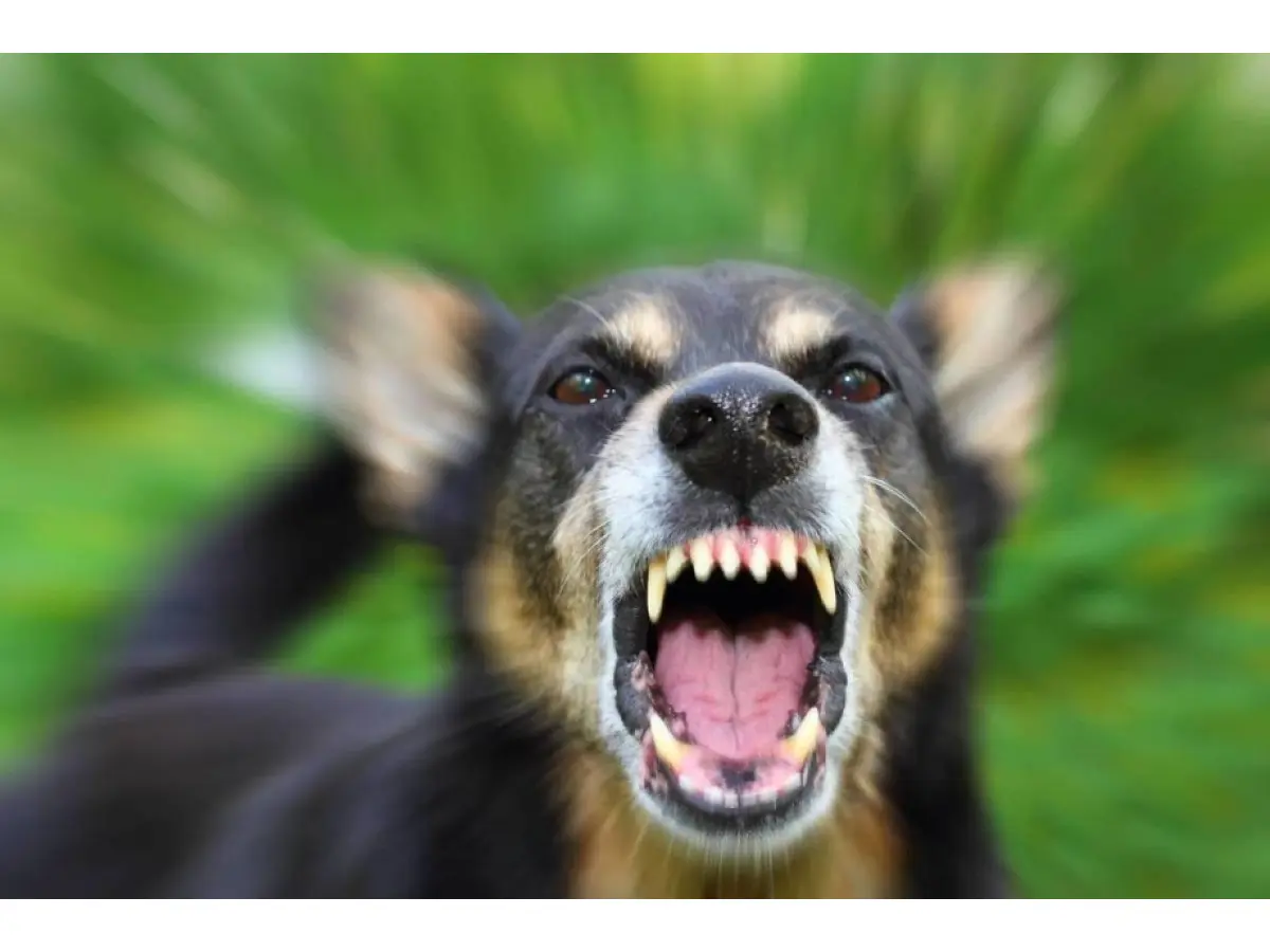 У Хмільницькому районі підтверджено 36 випадків сказу серед тварин / Новости Винницы и области / Інформаційний портал На Париже Новини Вінниці / У Хмільницькому районі підтверджено 36 випадків сказу серед тварин