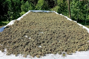 Новини Вінниці / На Вінниччини судитимуть учасників масштабної наркоплантації з тисячами кущів коноплі