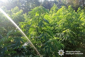 Новини Вінниці / На Вінниччині судитимуть учасників масштабної наркоплантації з тисячами кущів коноплі