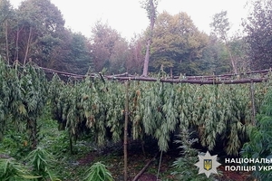 Новини Вінниці / На Вінниччині судитимуть учасників масштабної наркоплантації з тисячами кущів коноплі