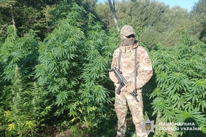 Новини Вінниці / На Вінниччини судитимуть учасників масштабної наркоплантації з тисячами кущів коноплі