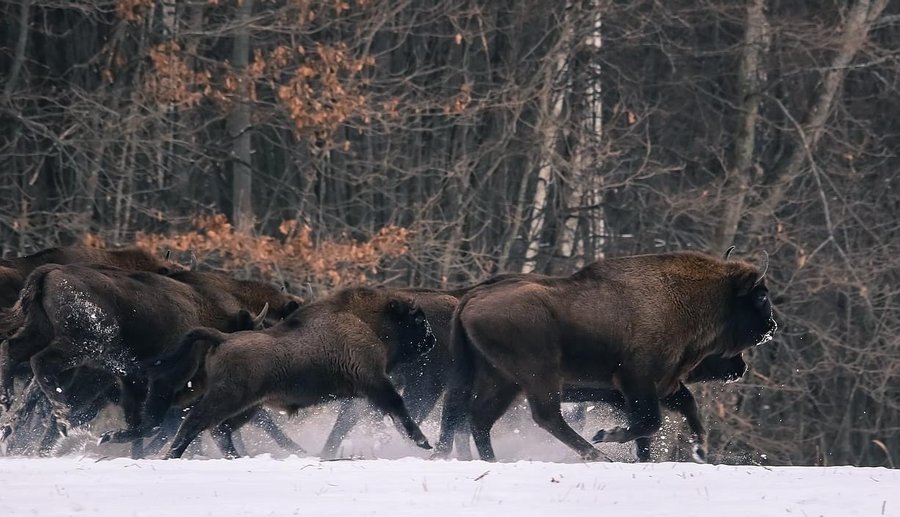 Червонокнижні гіганти повертаються: зубри відновлюють свою популяцію у Вінницькій області / Новости Винницы и области / Інформаційний портал На Париже Новини Вінниці / Червонокнижні гіганти повертаються: зубри відновлюють свою популяцію у Вінницькій області