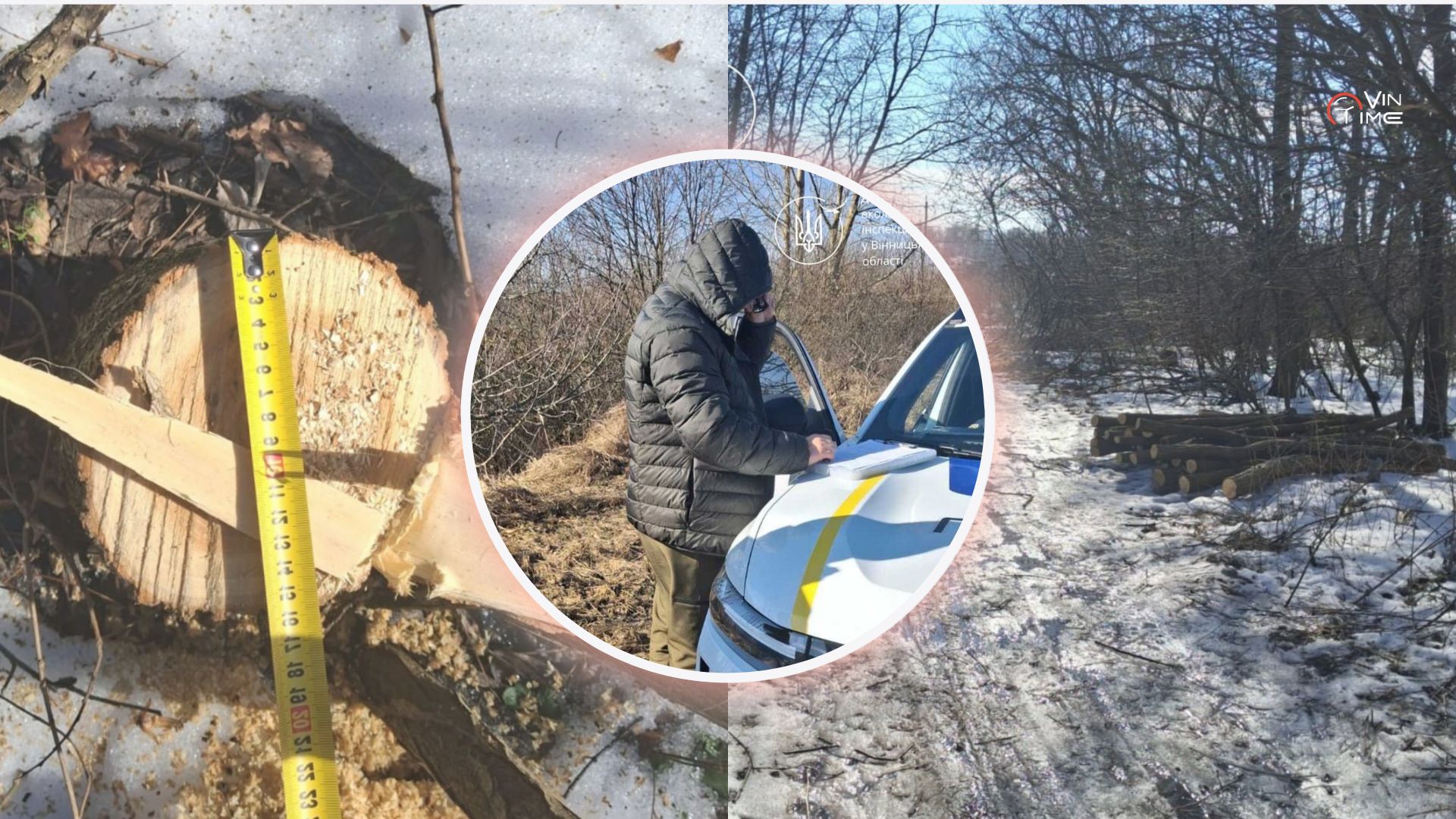 Новини Вінниці / Екологи спіймали чоловіка під час незаконної порубки акацій у Вінницькому районі