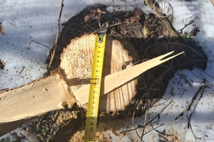 Новини Вінниці / Екологи спіймали чоловіка під час незаконної порубки акацій у Вінницькому районі