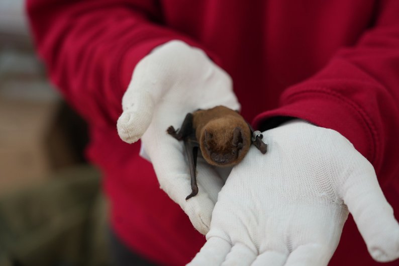 У Вінниці відбудеться випуск кажанів після зимової реабілітації / Новости Винницы и области / Інформаційний портал На Париже Новини Вінниці / У Вінниці відбудеться випуск кажанів після зимової реабілітації