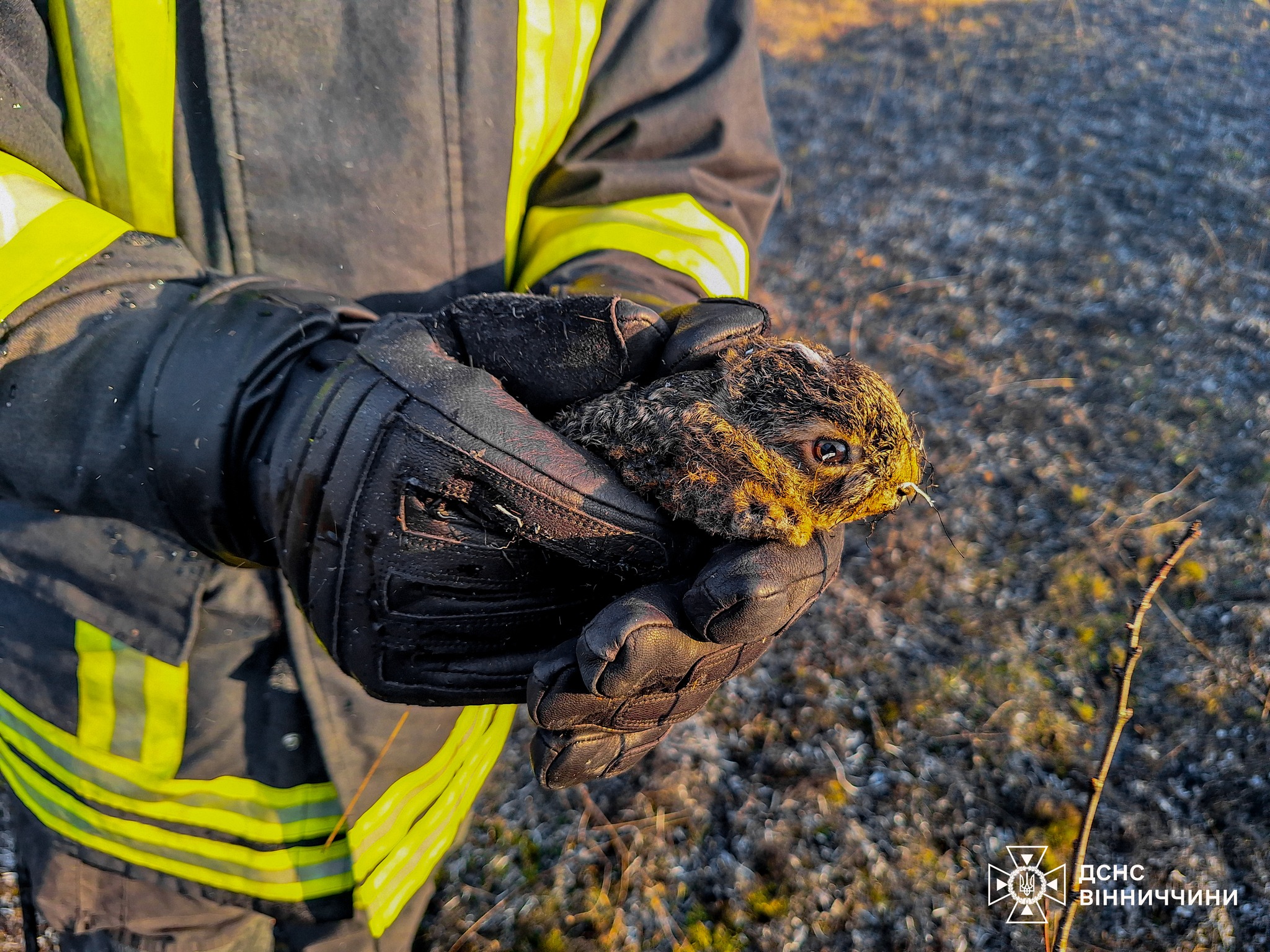 Новини Вінниці / Вогнеборці Вінниччини врятували кролика під час пожежі на природі
