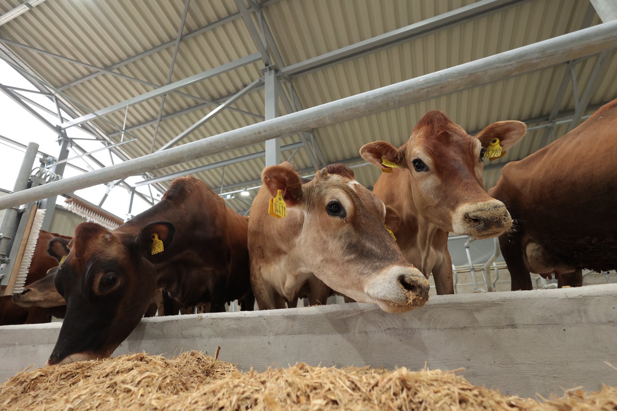 Новини Вінниці / На Вінниччині запрацювала нова сучасна молочна ферма «Вінсайт»