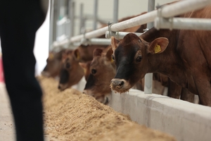 Новини Вінниці / На Вінниччині запрацювала нова сучасна молочна ферма «Вінсайт»